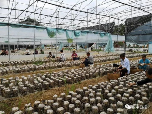 他跟自己孩子一樣親——農(nóng)副產(chǎn)品的深情守護(hù)