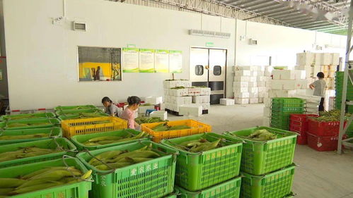 全力推進(jìn)粵港澳大灣區(qū)肇慶懷集綠色農(nóng)副產(chǎn)品集散基地建設(shè)