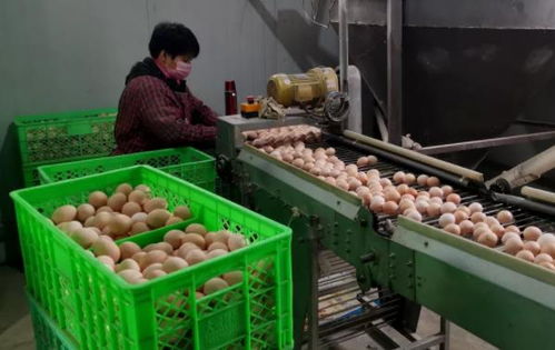 武清區(qū)農(nóng)副產(chǎn)品供應(yīng)充足，全力保障百姓生活必需品需求