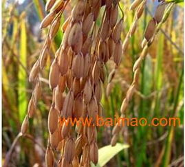 高效農(nóng)副產(chǎn)品加工與優(yōu)惠精米供應(yīng)商指南