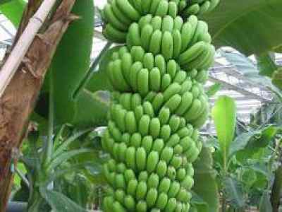 如何尋找聲譽良好的香蕉供應商以開展農副產品促銷