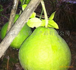 鴻發農副產品加盟 開啟綠色健康事業，共創財富未來